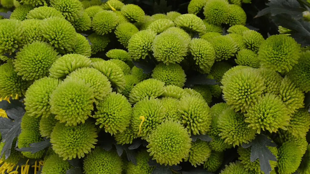 types of green flowers Chrysanthemum Morifolium Green Pom Button or chrysanthemum morif