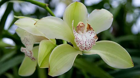 types of green flowers A flower of the green Cymbidium orchid