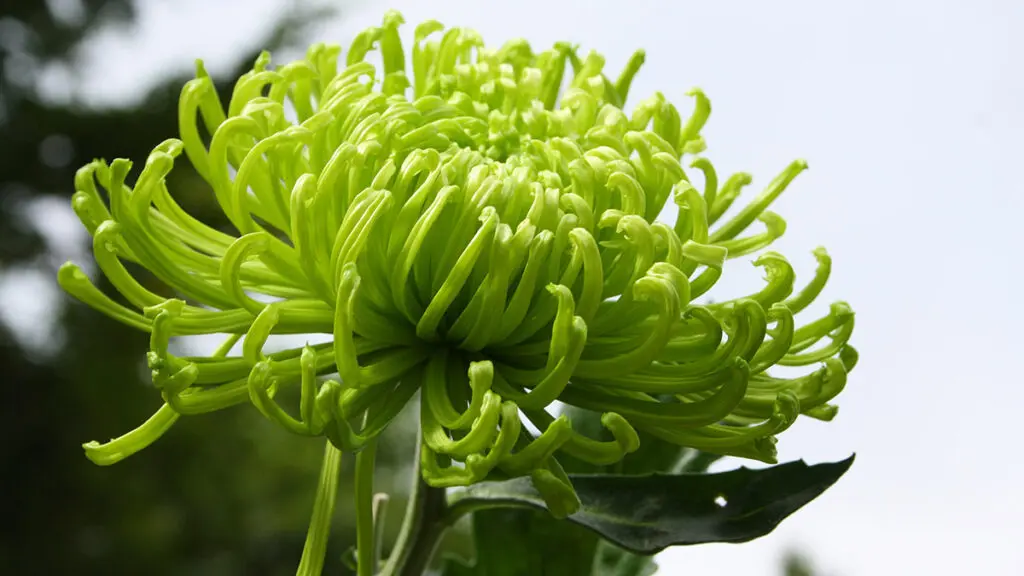 types of green flowers grüne Chrysantheme Blüte