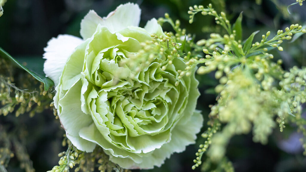 types of green flowers green carnation flowers in the garden