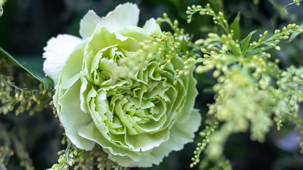 types of green flowers green carnation flowers in the garden
