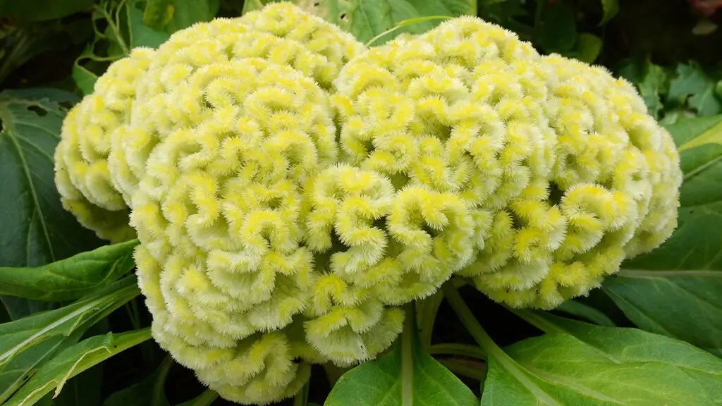 types of green flowers Cockscomb, Chinese Wool Flower, Celosia argentea L. var. cristat
