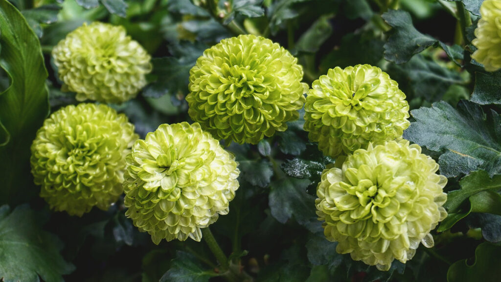 types of green flowers photo of green pom dahlia in the garden