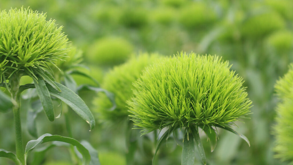 types of green flowers Flor Green Ball