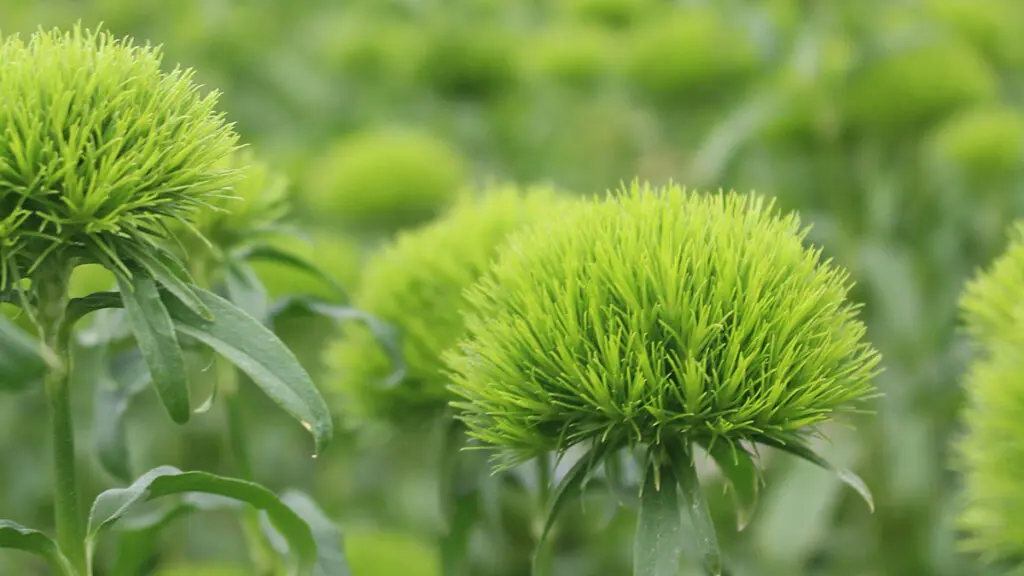 types of green flowers Flor Green Ball