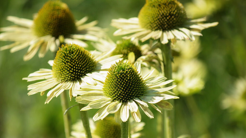 types of green flowers Echinacea (Green jewel) flowers in the garden