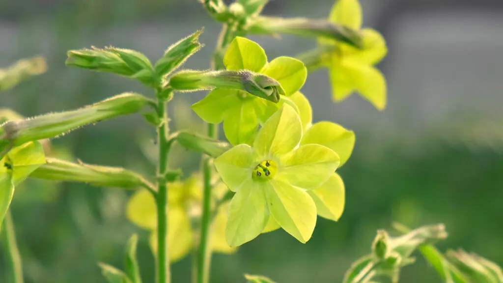 types of green flowers Nicotiana sanderae Lime Flower growing in the Garden. Fragrant Nicotiana alata Blooming. Jasmine, sweet, winged tobacco, tanbaku Persian Blossoming. Limelight color. Nicotiana tabacum green flowers