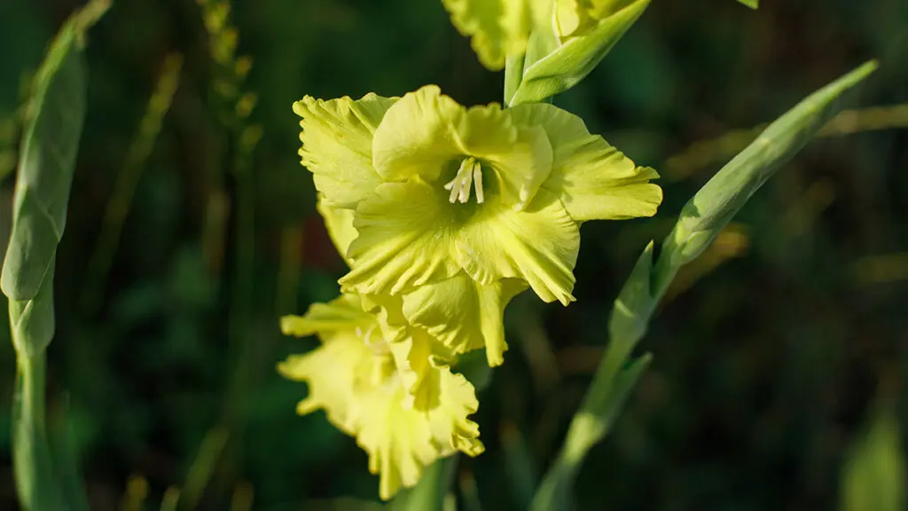 types of green flowers Gladiolus in wild countryside garden. Blooming green gladiolus f