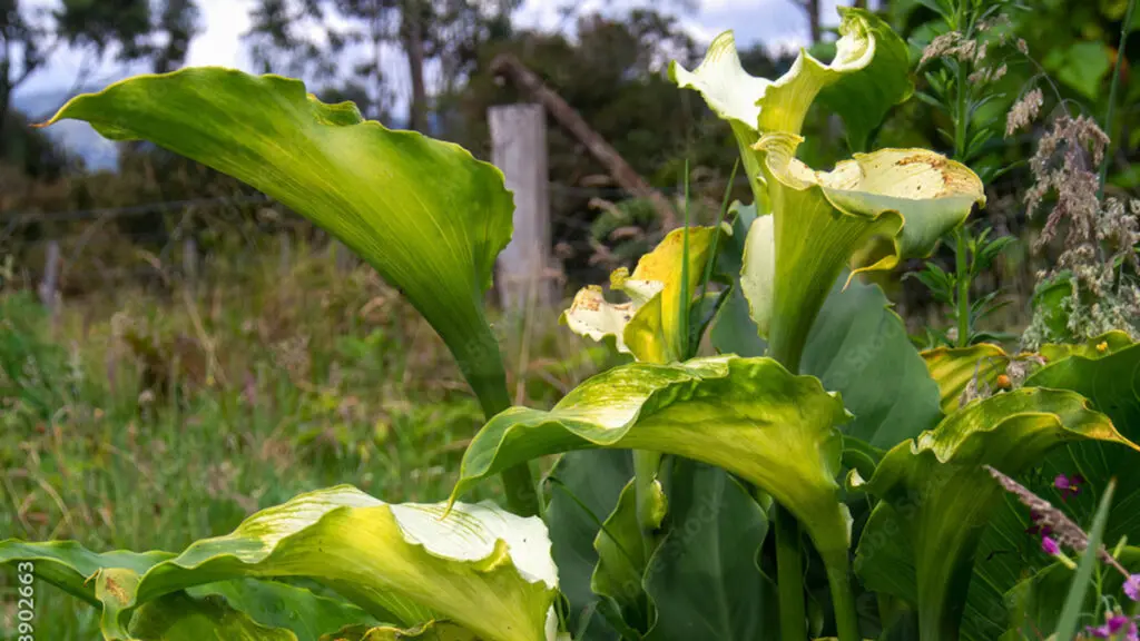 types of green flowers types of green flowers green goddess calla lily