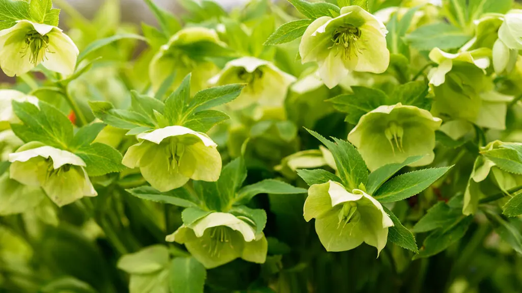 types of green flowers Green flowers. Helleborus viridis, commonly called green hellebo