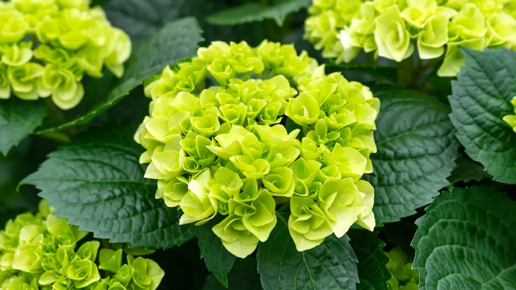 types of green flowers Hydrangea paniculata 'Little Lime' Jane blooming in summer garden.