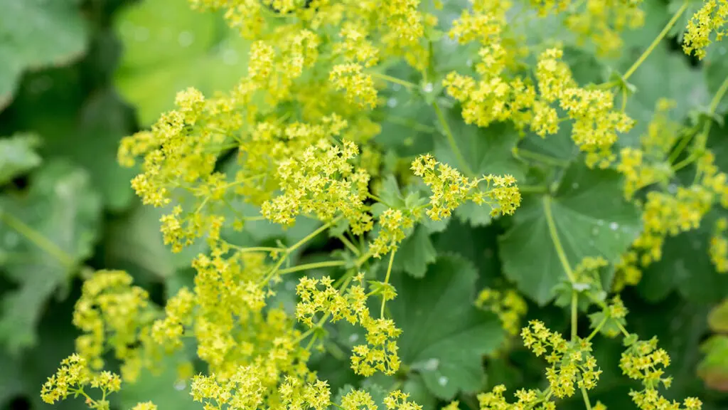 types of green flowers Closeup of flowering Lady’s mantle plant (Alchemilla)