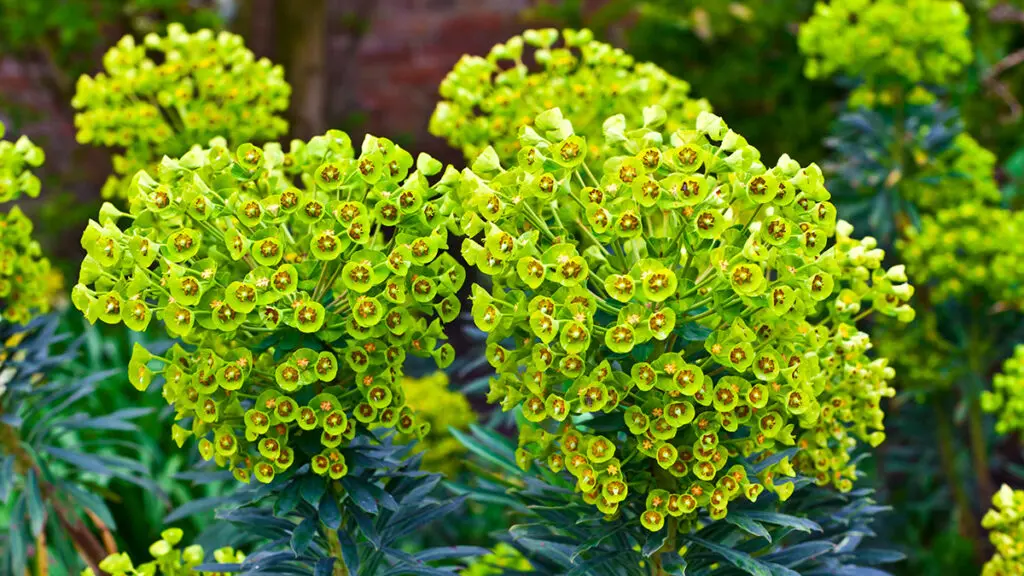 types of green flowers Euphorbia flowering evergreen plant in a garden.