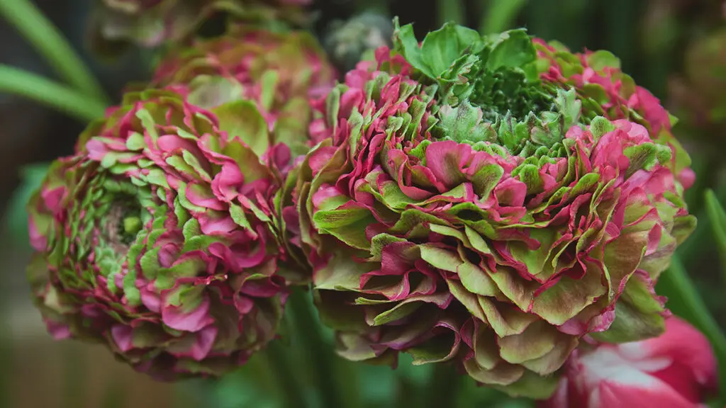 types of green flowers Pink and Green Pon Pon Ranunculus
