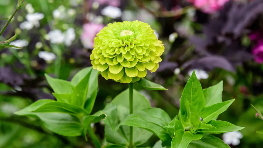 types of green flowers Close up of one beautiful large green zinnia flower in full bloo
