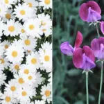 april birth flowers hero