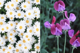 April Birth Flowers: All About the Daisy and Sweet Pea