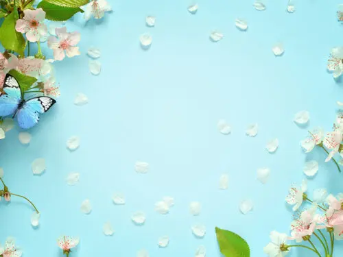 Beautiful spring nature background with butterfly, lovely blossom, petal a on turquoise blue background , top view, frame. Springtime concept.