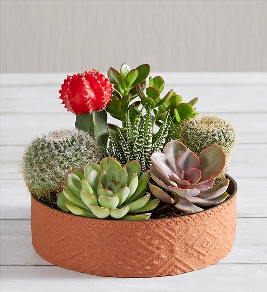 gifts for non traditional moms Cactus Dish Garden