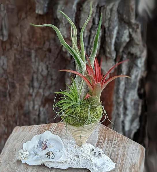 types of air plants Live Air Plant With A Spiral Sea Shell