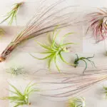 Top view on different tillandsia air plants on wooden background