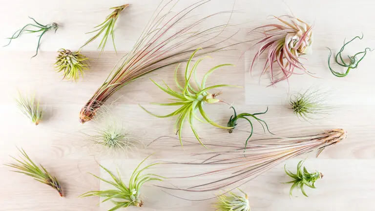 Top view on different tillandsia air plants on wooden background