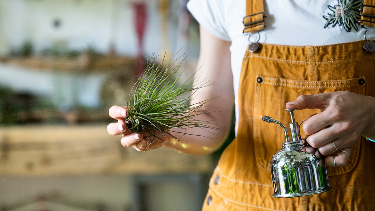 Close up of woman florist wear overalls, spraying air plant till