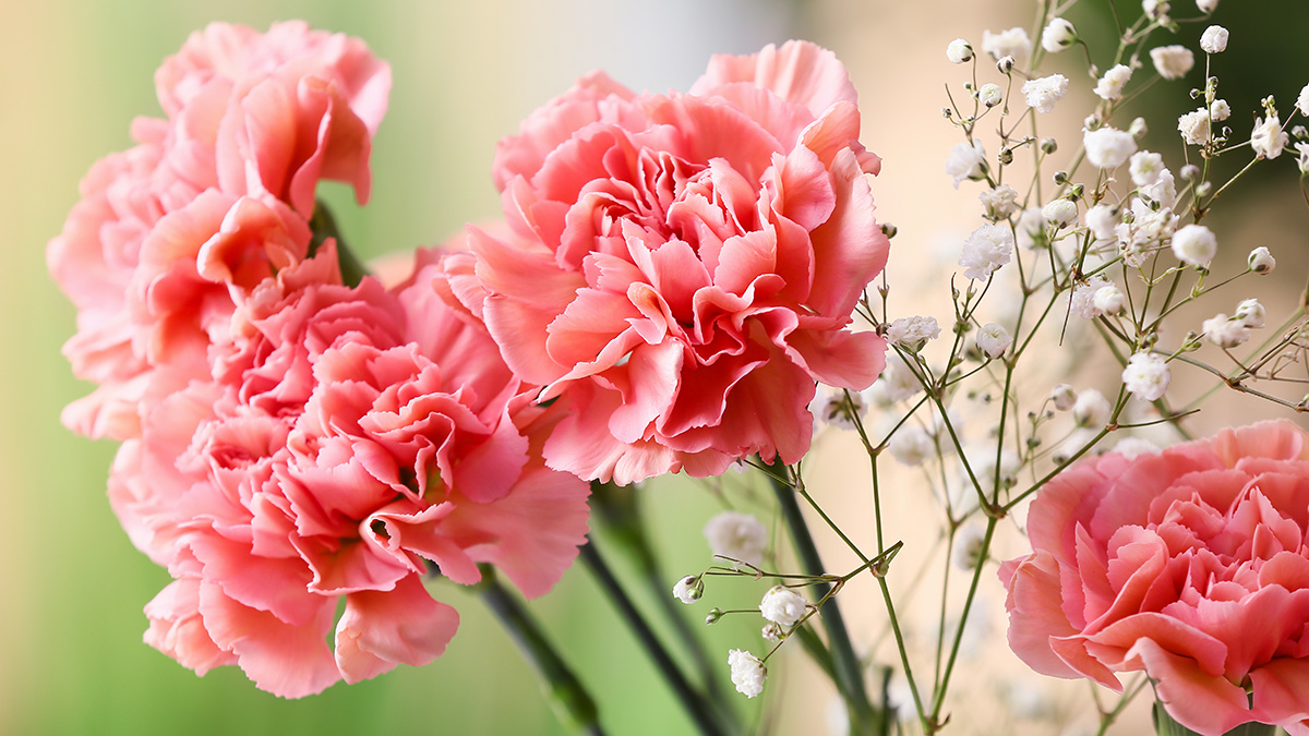 Best Flowers for Mothers Day carnations