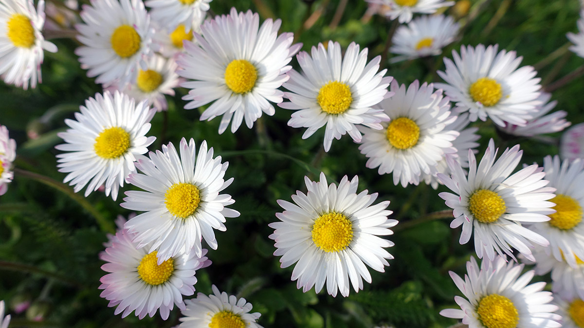 Best Flowers for Mothers Day daisies