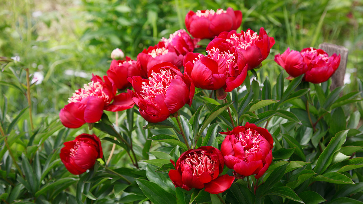 Best Flowers for Mothers Day peonies