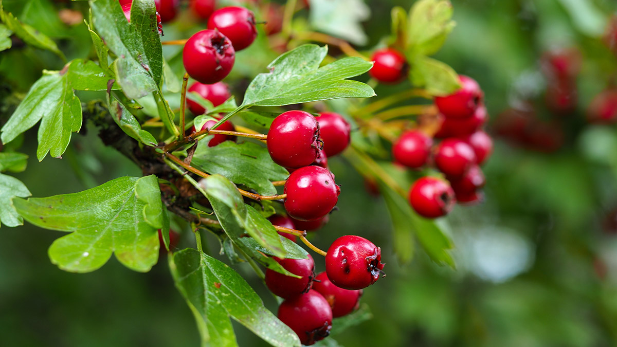 Red hawthorn (Crataegus) berries and green leaves in a hedgerow