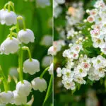 may birth flowers hero