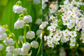 All About the May Birth Flowers: Lily of the Valley and Hawthorn