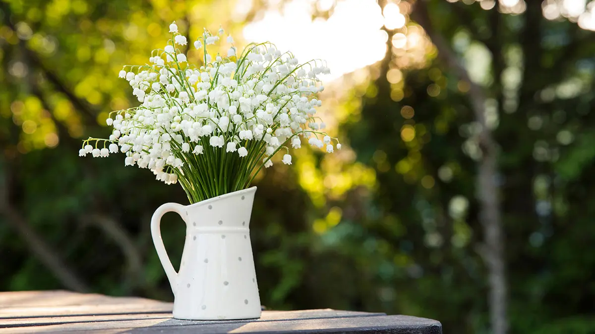 Bouquet of white flowers Lily of the valley (Convallaria majalis