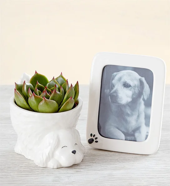 unique mothers day gift ideas My Pawfect Pet