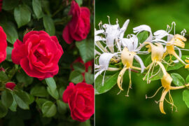 Celebrating the June Birth Flowers: The Timeless Elegance of the Rose and Honeysuckle