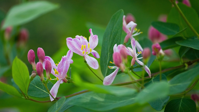 flowers and buds of honeysuckle