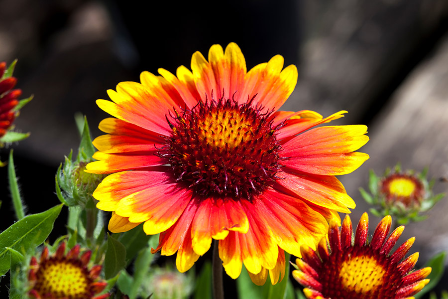 Gaillardia 'Arizona Sun' a spring summer flowering plant commonl