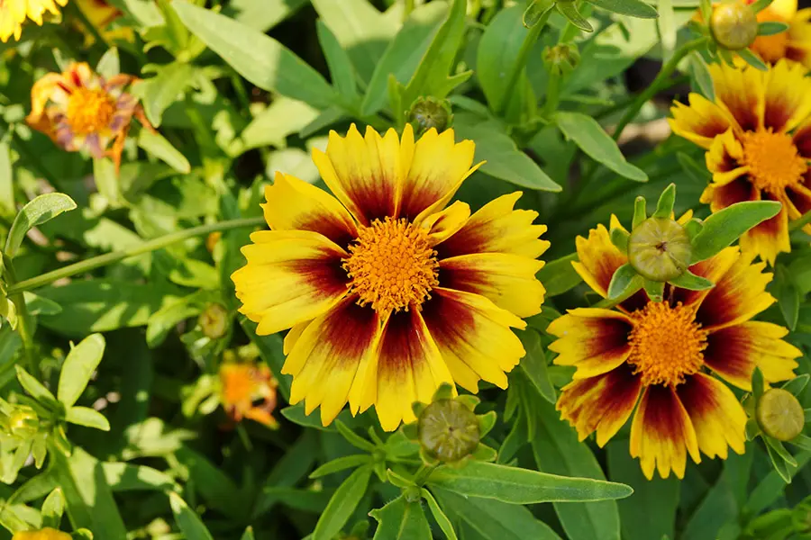 Yellow coreopsis flower with a dark center