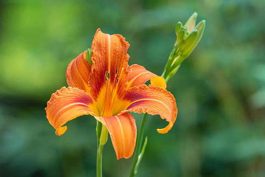 Beautiful orange daylily flower with buds in garden