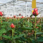 greenhouse with rose flowers