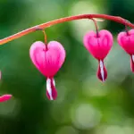 beautiful flowers hero