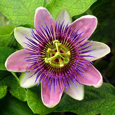 Passion flower (passiflora)