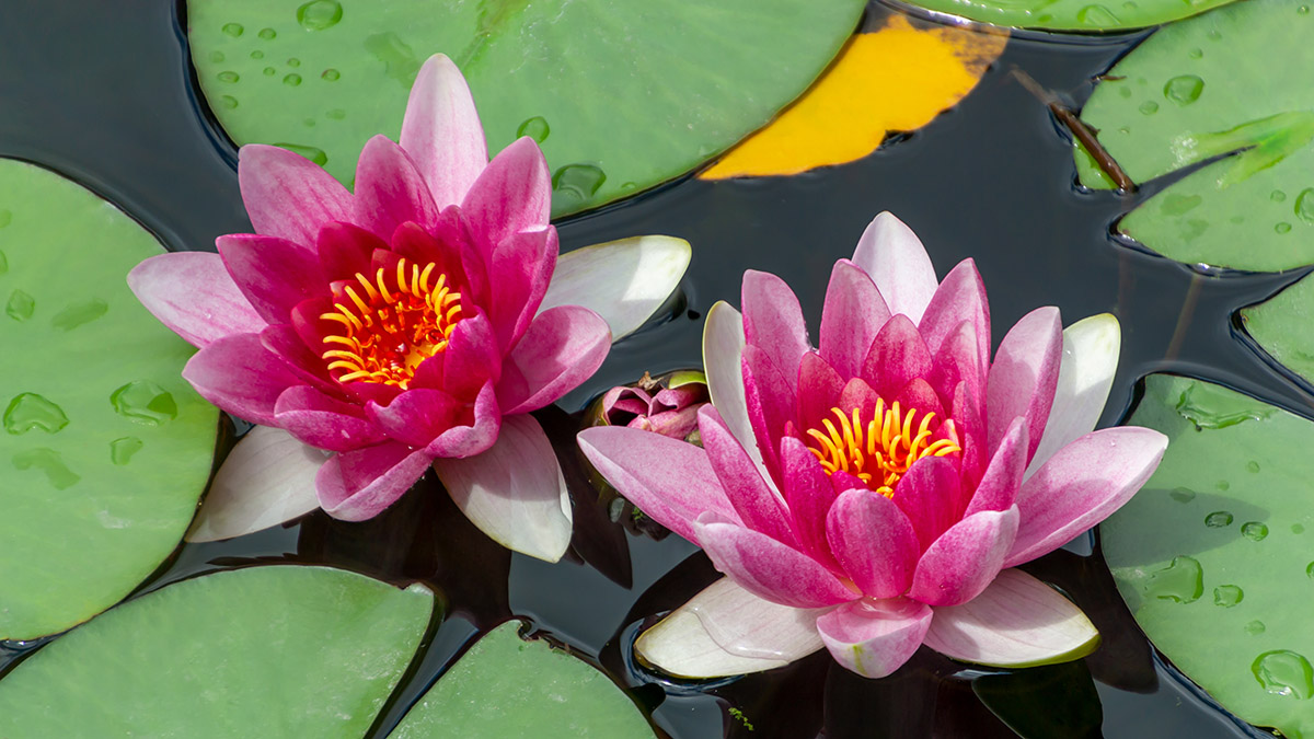 Pink fresh lotus blossom or water lily flower blooming on pond