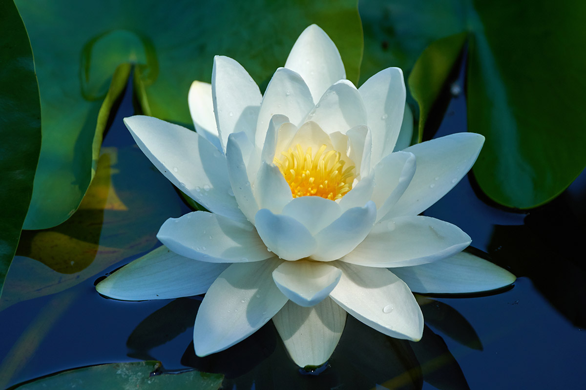 Water lily on a lake